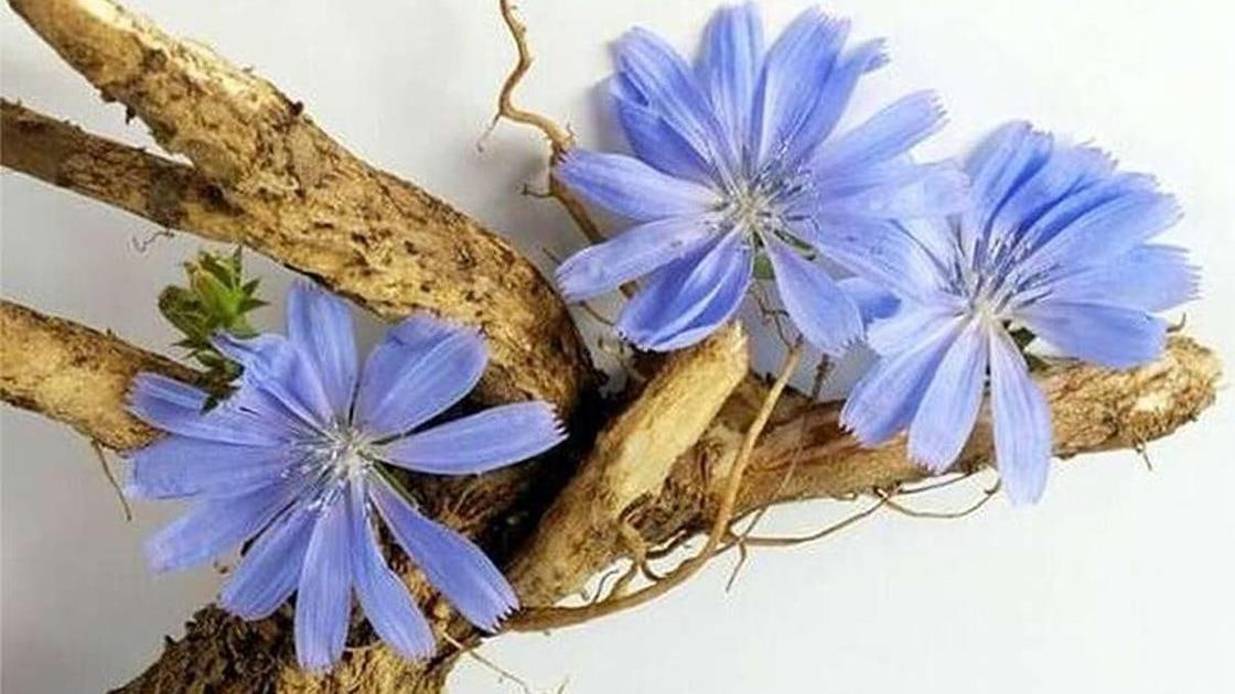 Τα οφέλη της ινουλίνης